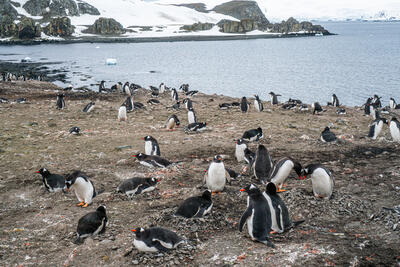 Rookery of Gentoo penguins