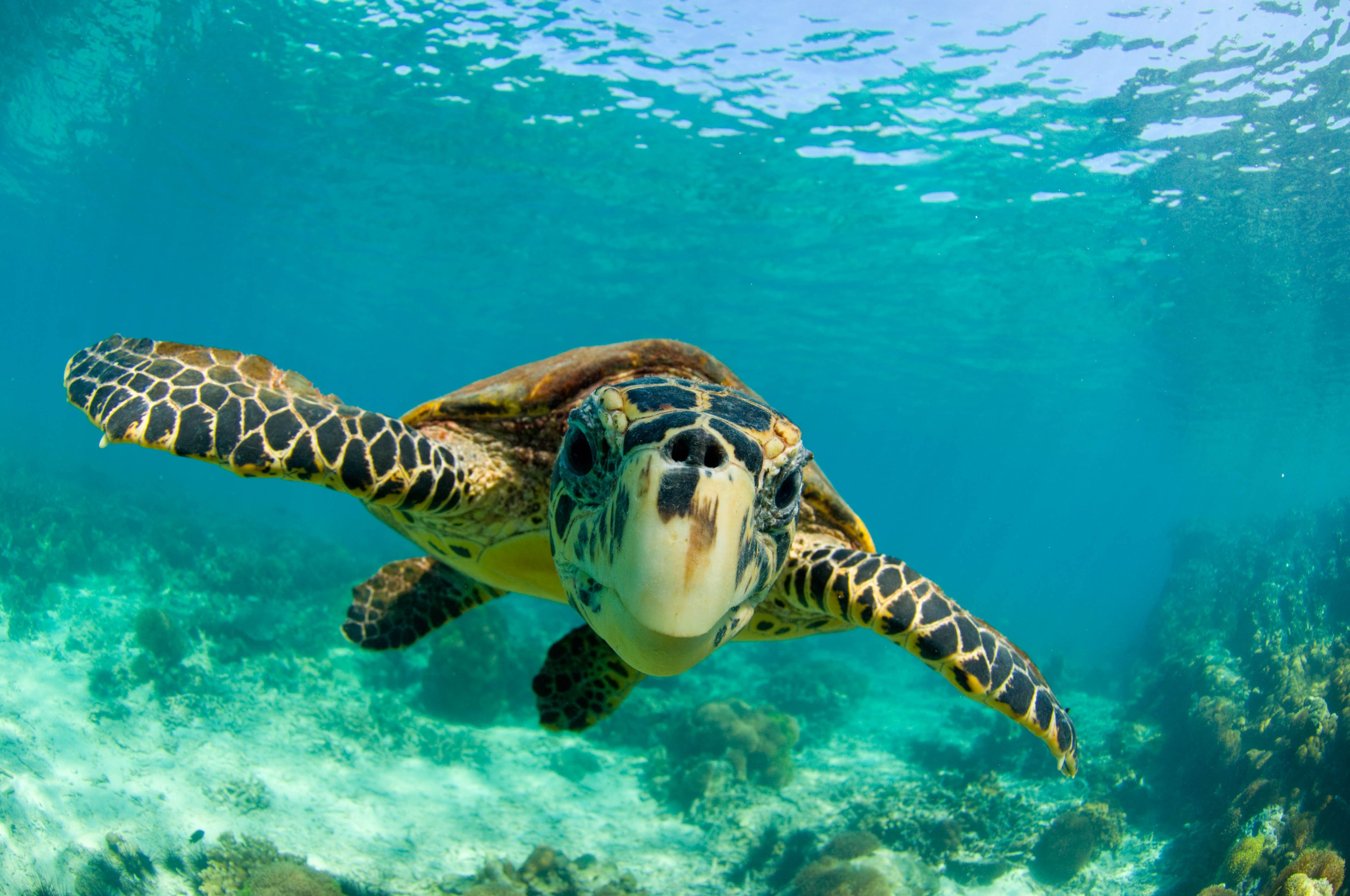 Royal Caribbean And WWF Breakthrough In Fight To Save Hawksbill Turtle 