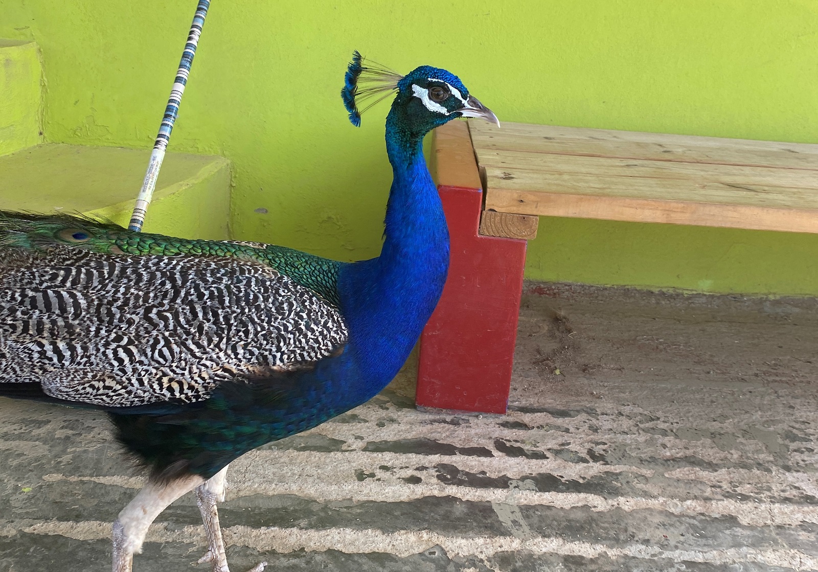Peacock at Donkey Sanctuary Aruba