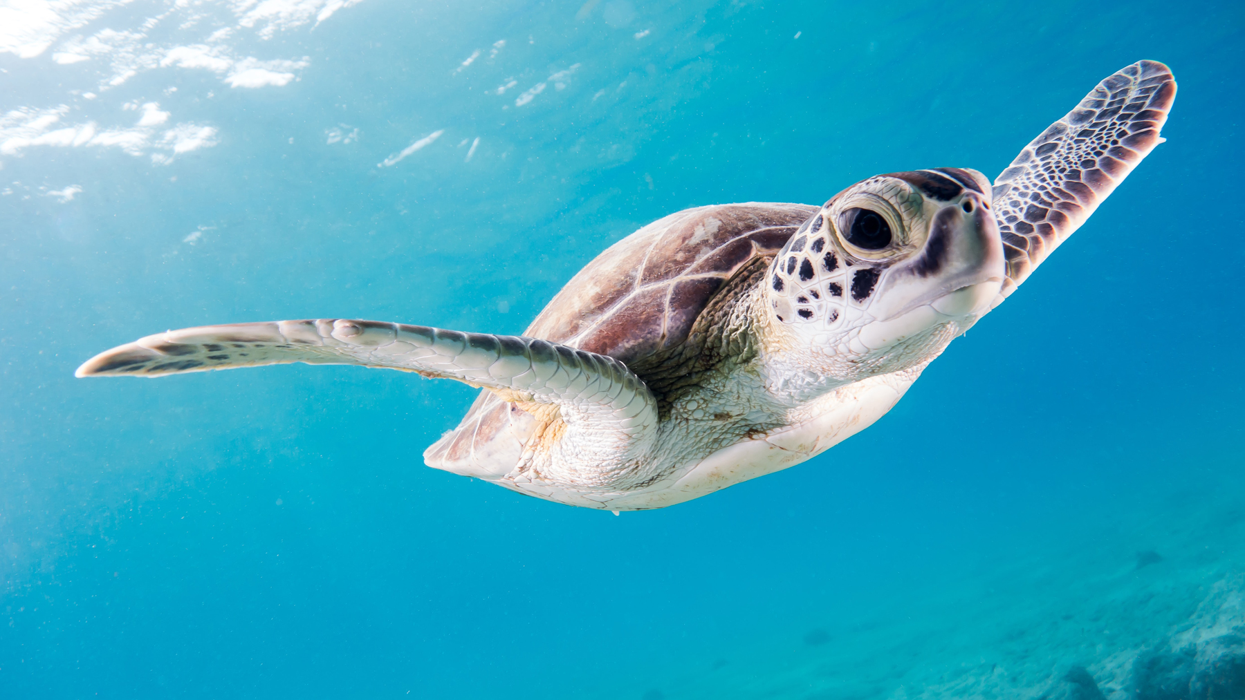 Sea turtle underwater in the Caribbean (source: Kris Mikael Krister, Unsplash)