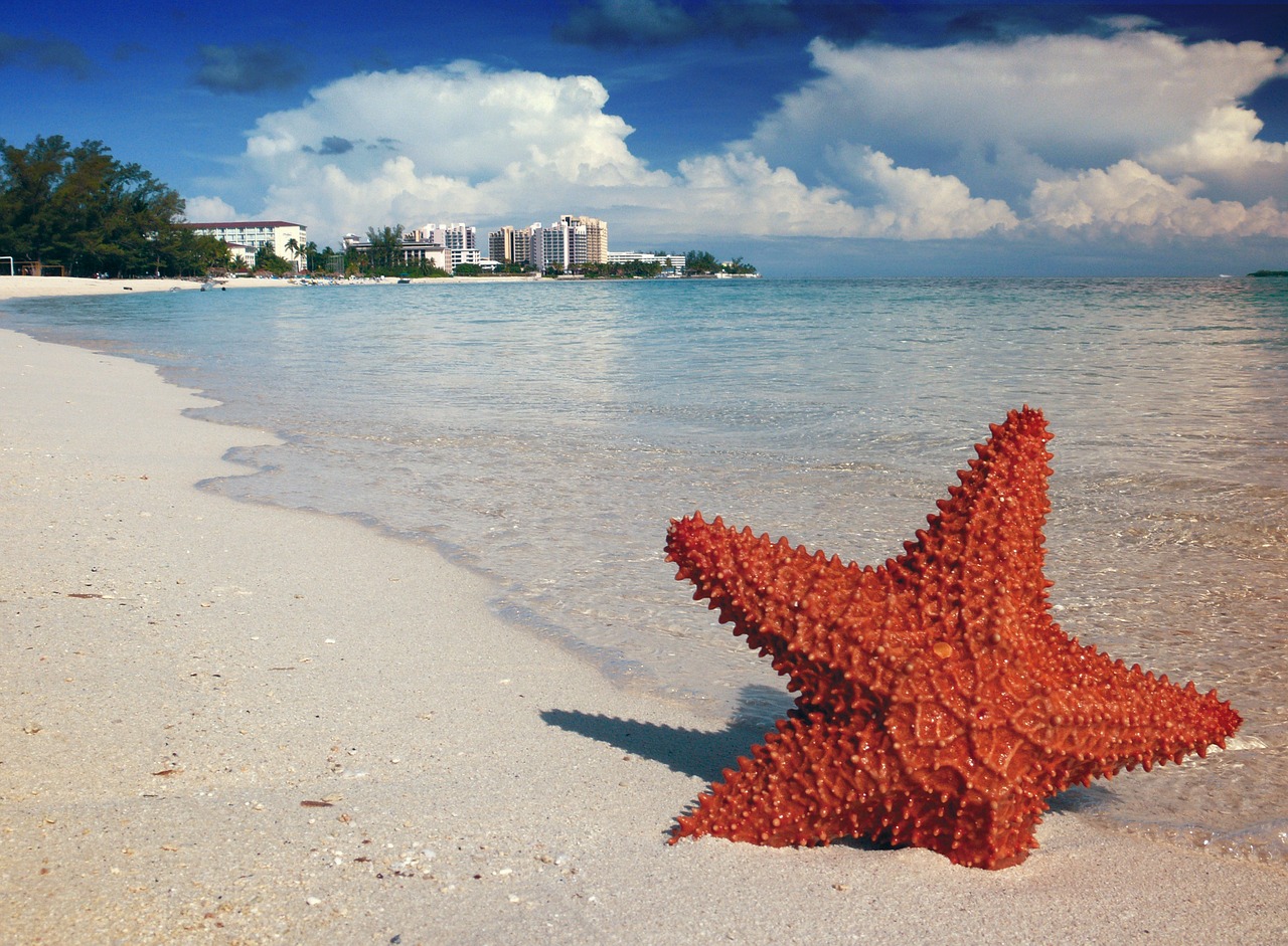 Starfish in Bahamas water