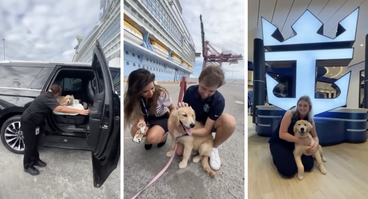 There S A Dog That Lives On The Biggest Cruise Ship In The World And It   Rover Chief Dog Officer 1 