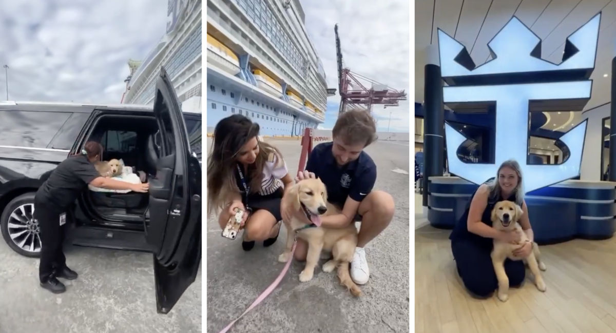 There’s a dog that lives on the biggest cruise ship in the world and it ...