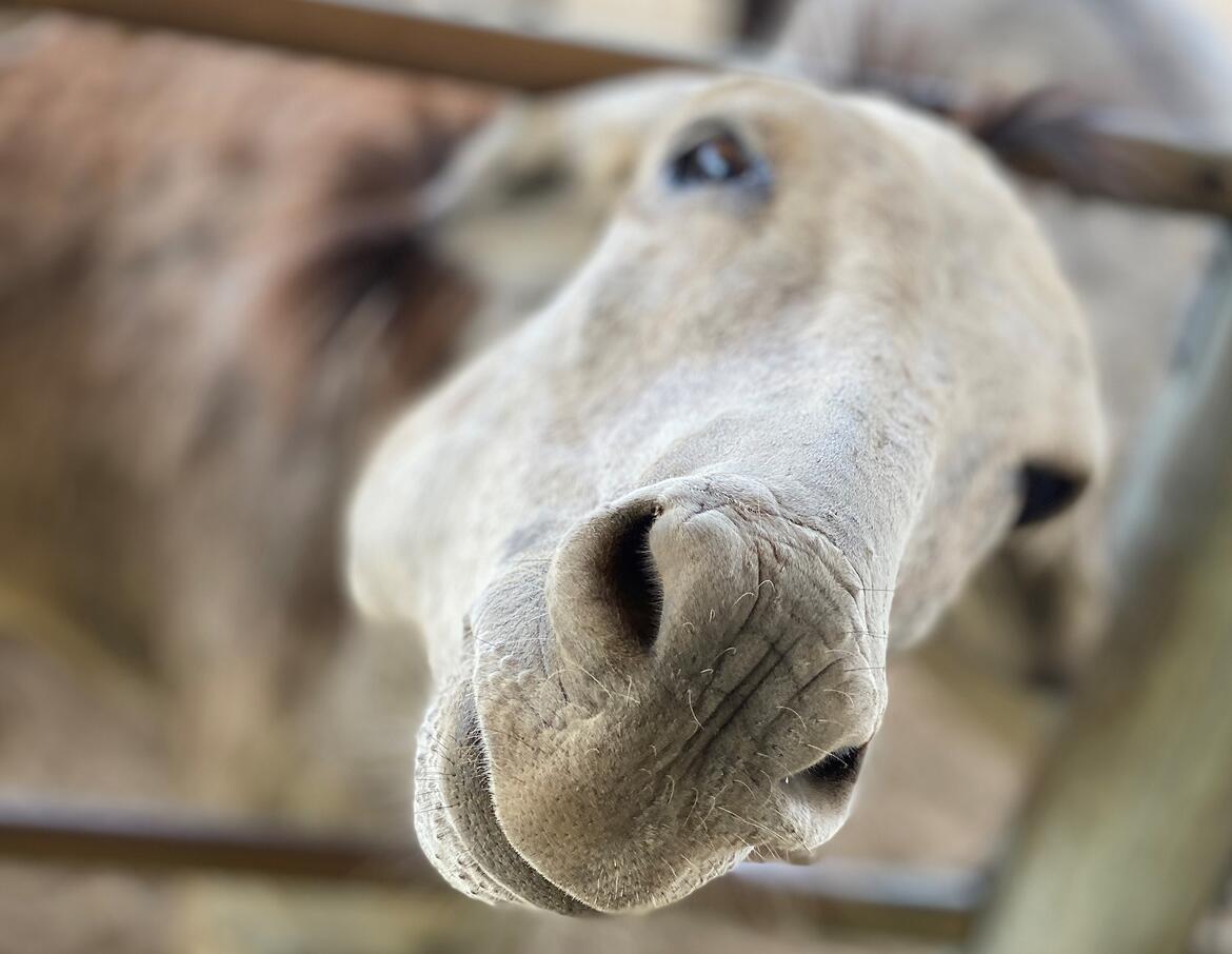 Donkey looking for food at Donkey Sanctuary Aruba