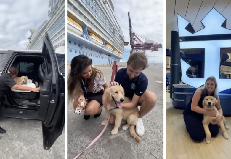 rover-chief-dog-officer-1