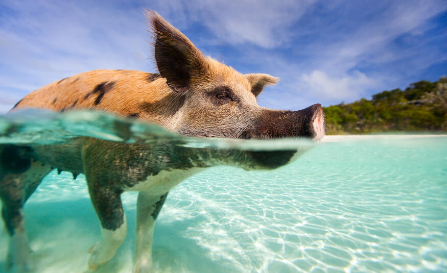 Swimming-Pigs-Bahamas