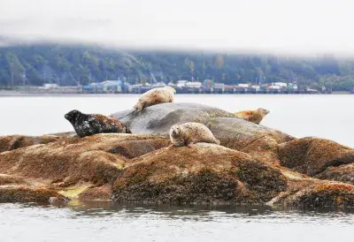 wildlife