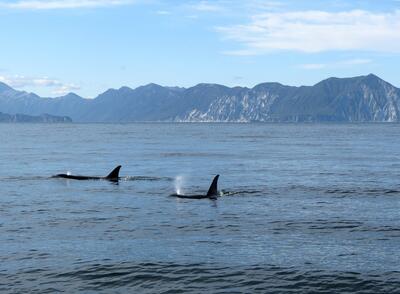 Orcas