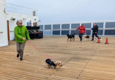 Dogs