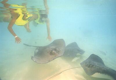 Stingrays at Castaway cay