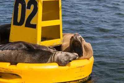 sunbathing sea lions in the Port of Ensenada, Baja California, Mexico.