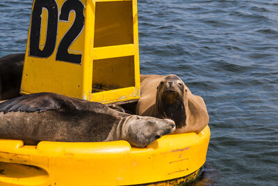  sunbathing sea lions in the Port of Ensenada, Baja California, Mexico.
