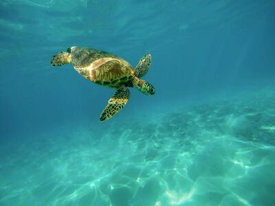 sea turtle