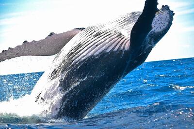 Whale 2