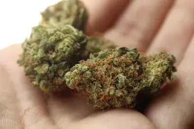 cannabis 