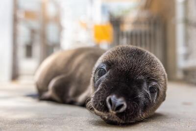 Sea Otter