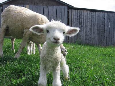 Lamb