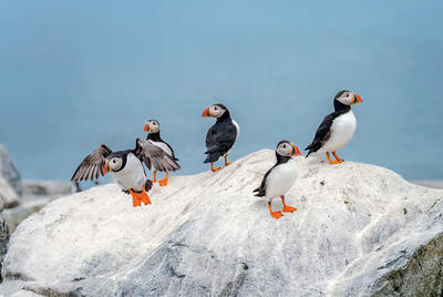 Puffins