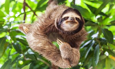 Sloth