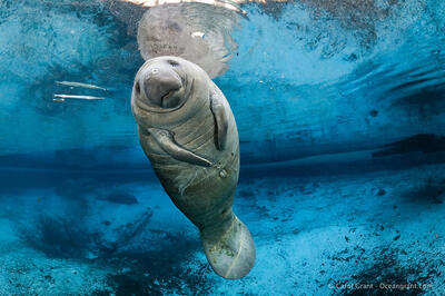 Manatee