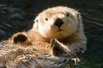 Sea Otter