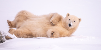 Polar Bear