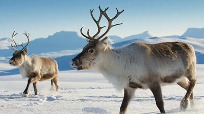 reindeer