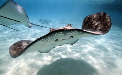 Stingray