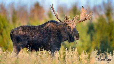 Moose