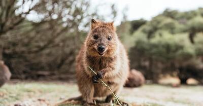 quokka