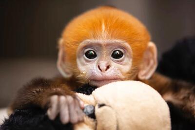 Cute Monkey