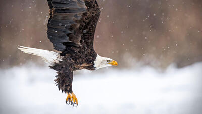 bald eagle