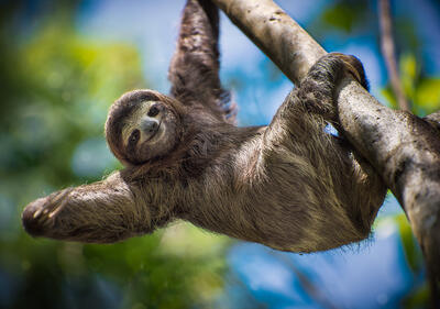 sloth-hanging-from-tree