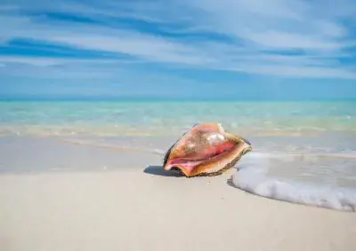 Conch 