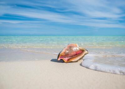 Conch 