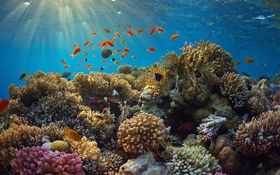 Coral