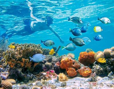 Ocean Cay Snorkel
