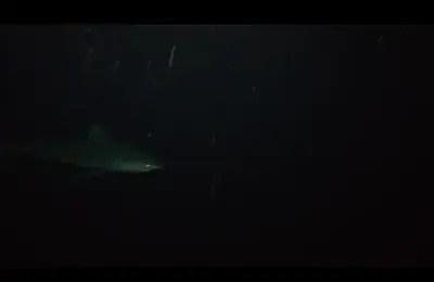 night footage