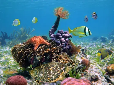marine-life-stock