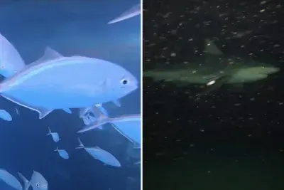 Camera dropped in water reveals a lot of marine life