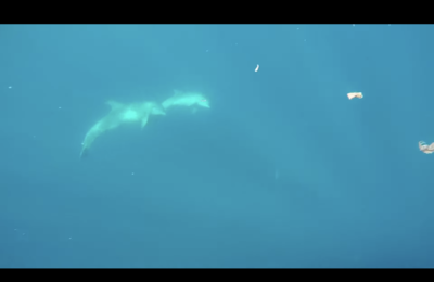 underwater-dolphin