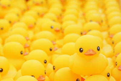 rubber-duck-stock-1