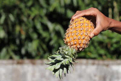 upside down pineapple