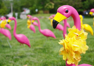 pink flamingo