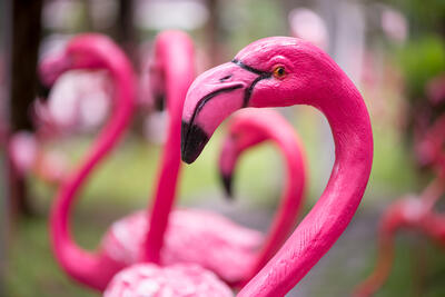 Pink Flamingo Meaning on Cruises: What You Must Know!