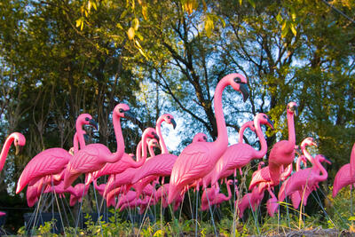 pink-flamingos-2