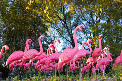 Pink Flamingo Meaning on Cruises: What You Must Know!