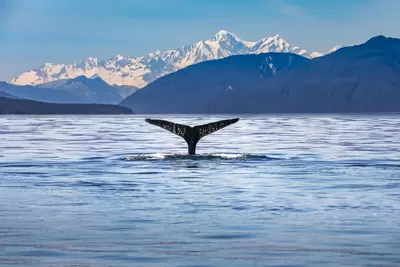 alaska stock