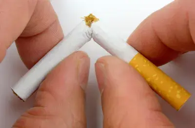 do rats eat cigarettes The first day I took fork home, she stole a cig from my table (I do not  smoke in the room with my rats, please never light anything around your rats)  :