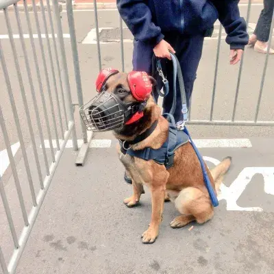 Dog